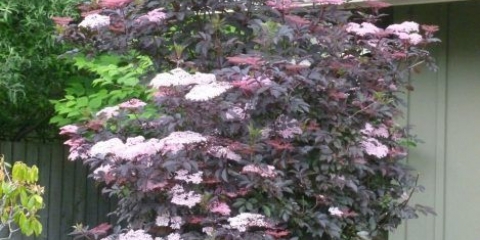 Bazga crna ljepotica (crna ljepota): sadnja i njega